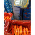 Fresh Carrot New Crop 2019 From Shandong